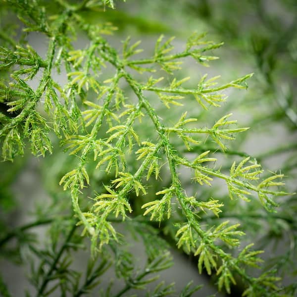 Plumosa Fern Garland