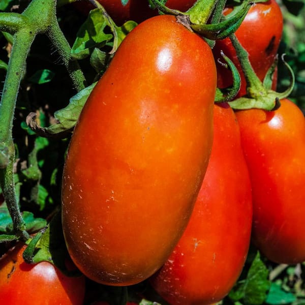 Gurney's Tomato San Marzano (25 Seed Packet)