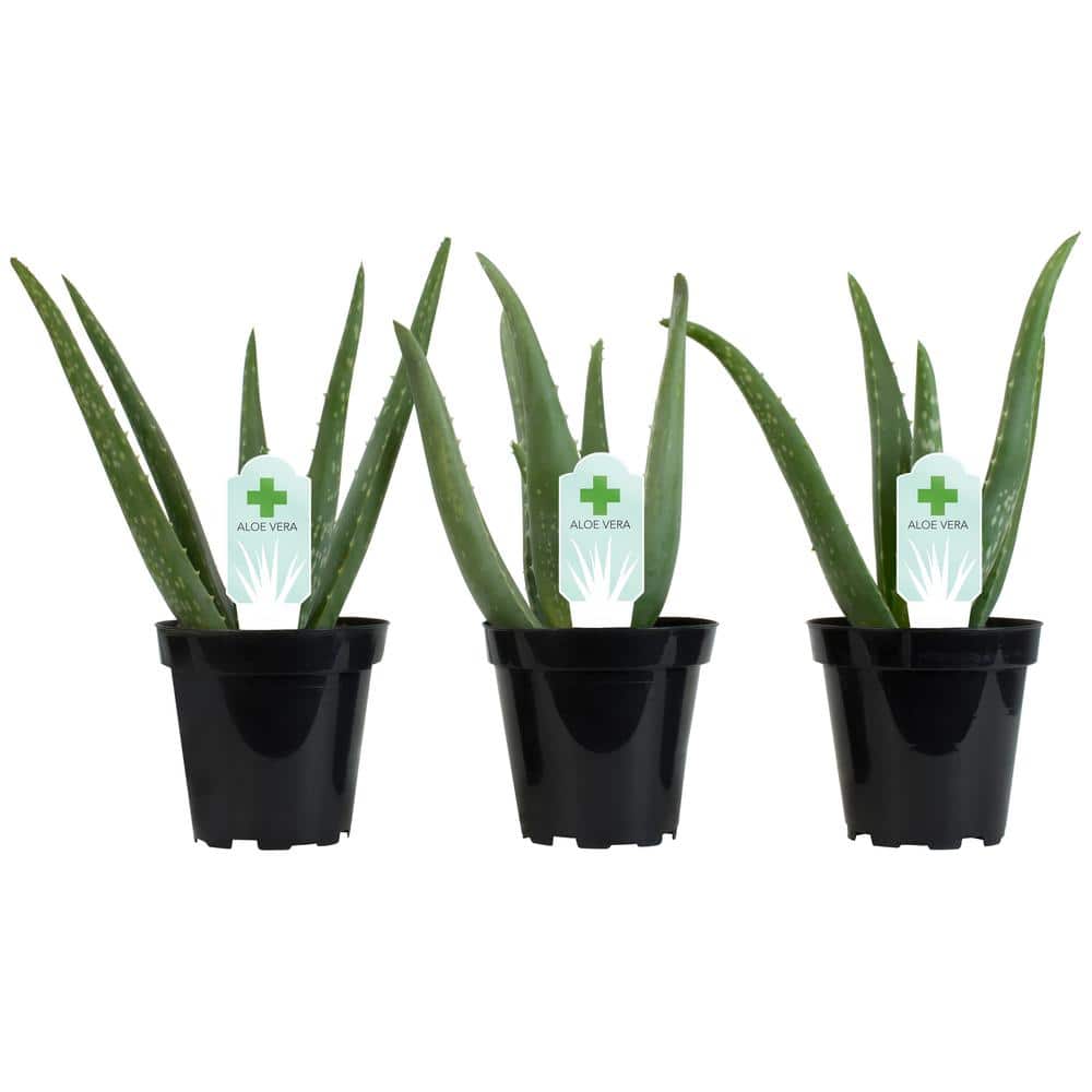 Aloe Vera Green Indoor/Outdoor Succulent Variety Pack