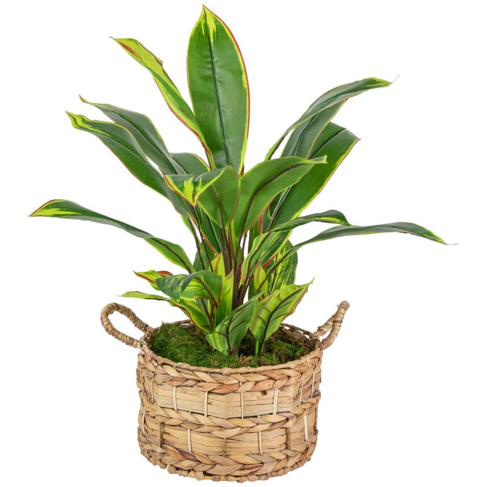 25" Green and Red Artificial Dracaena Plant in Off-White Plastic Pot