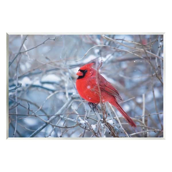 Stupell Industries Cardinal in Winter Branches by Karen Burke 1-Piece Unframed Graphic Print Animal Poster Art Print 15 in. x 10 in.