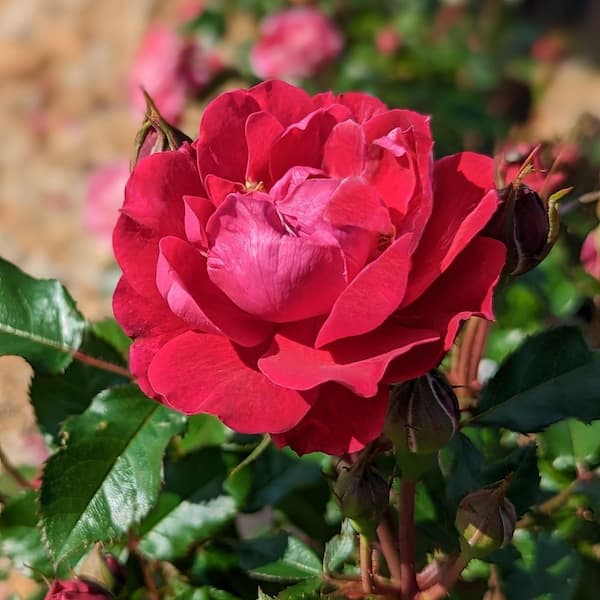 KNOCK OUT 2 gal. Red Double Knock Out Rose With Red Flowers HD3159