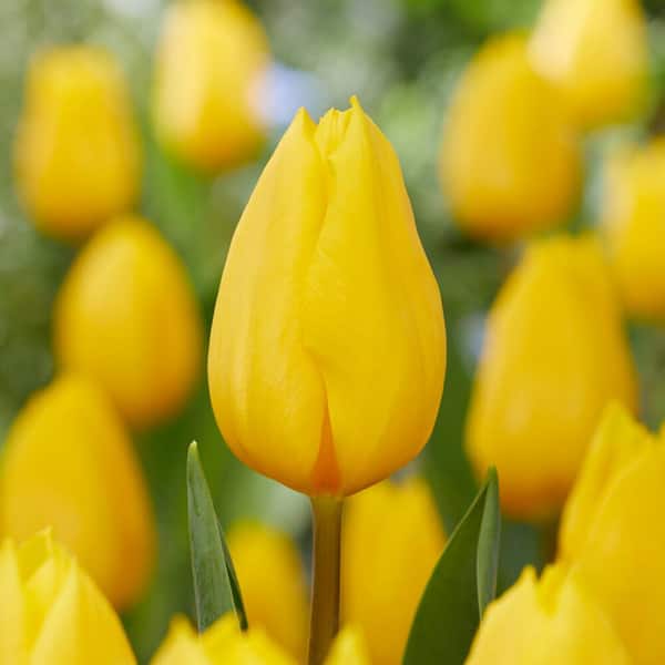 Garden State Bulb 12/ Plus cm, Triumph Yellow Strong Gold Tulip Flower Bulbs (Bag of 50)