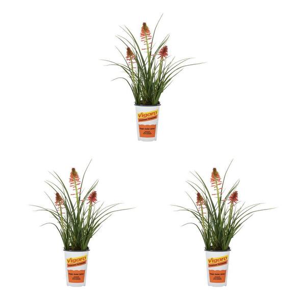Vigoro 2 qt. Kniphofia Red-Hot Poker Poco Red Perennial Plant (3-Pack)