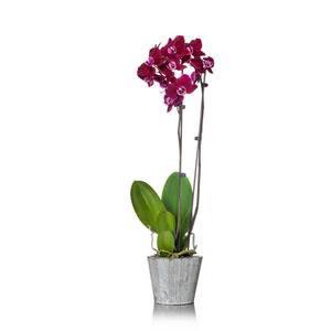 Purple 5 in. Orchid Plant in Wood Pot (2-Stems)