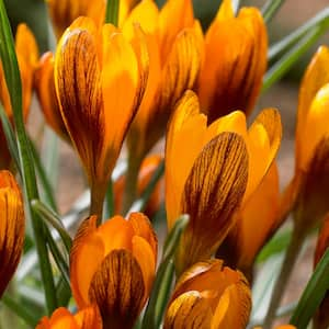 Crocus Bulbs Orange Monarch (Set of 25)