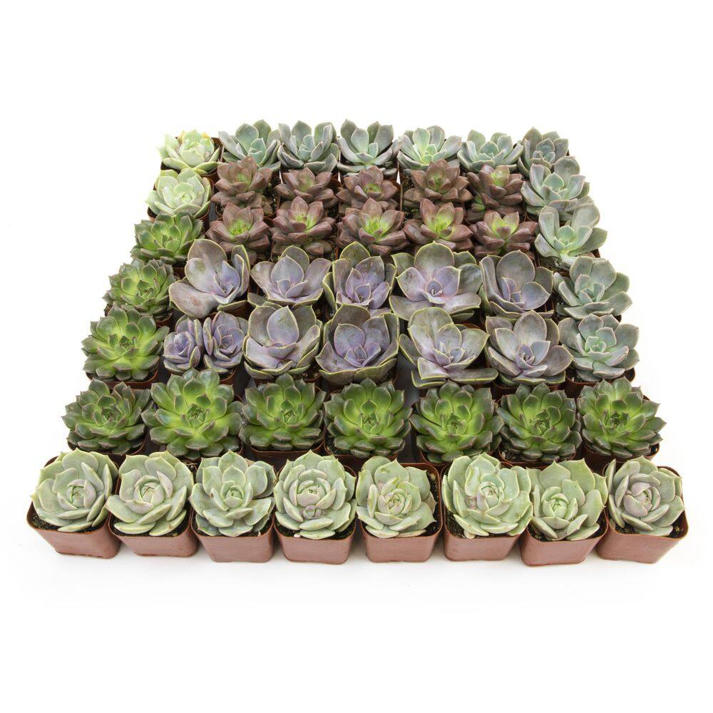 ALTMAN PLANTS 2 in. Square Succulent Assortment (50Pack) 0872695 The