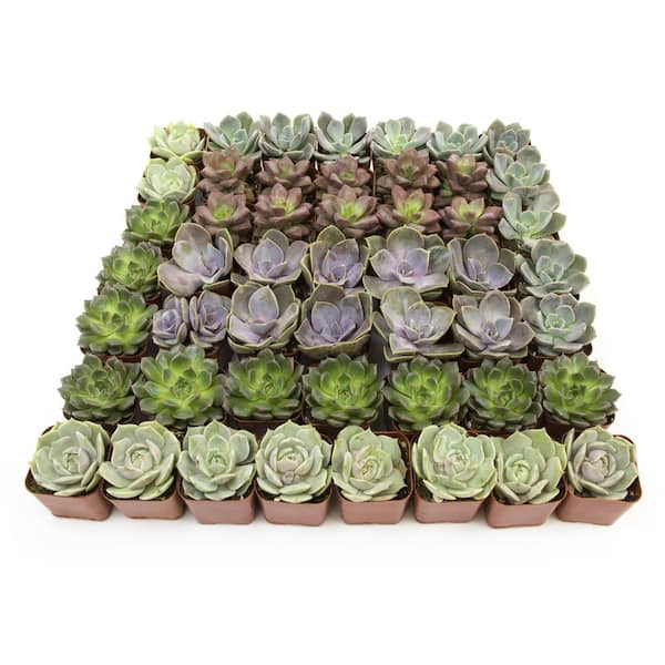 SMART PLANET 2 in. Square Succulent Assortment (50-Pack)