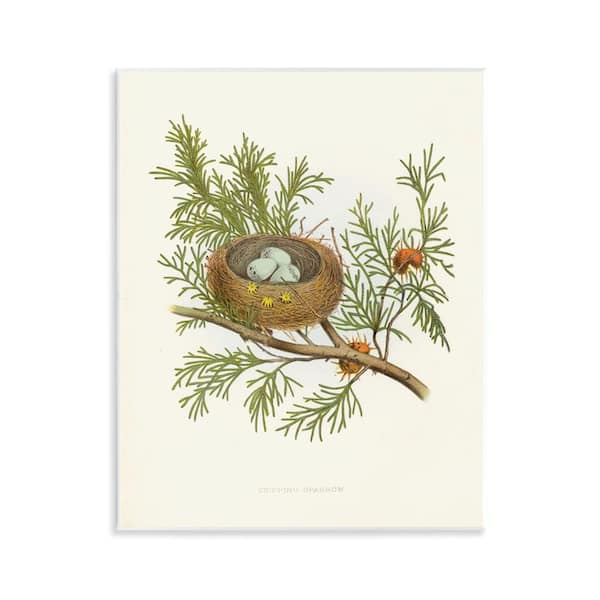 Stupell Industries Forest Bird Nest on Branch by Tina Higgins Designs, Inc. Unframed Nature Graphic Art Print 14 in. x 11 in.