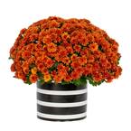 3 qt. Live Orange Chrysanthemum (Mum) Plant for Fall Porch or Patio in Decorative Black and White Striped Tin (1-Pack)