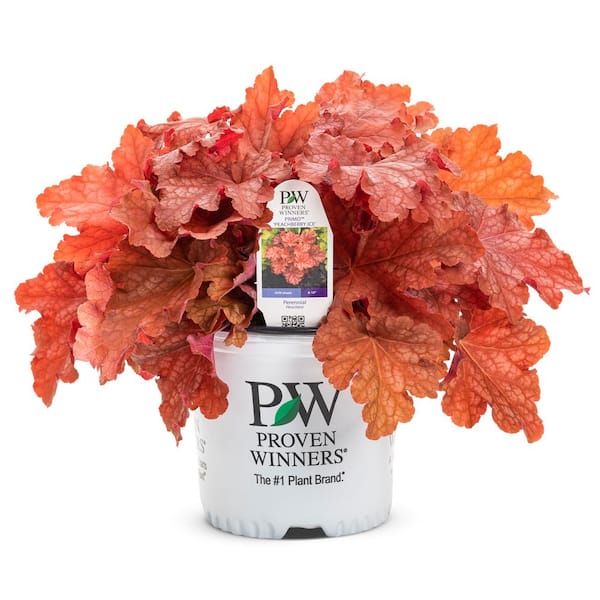 PROVEN WINNERS 0.65 Gal. Primo Peachberry Ice Coral Bells Heuchera Live Plant, Cream Flowers and Apricot Orange Foliage