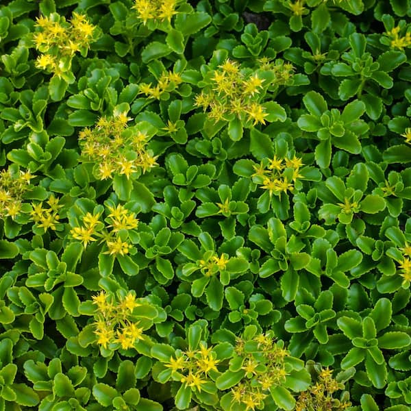 Spring Hill Nurseries 3 in. Pot Golden Creeping Sedum Live Perennial Plant Groundcover with Yellow Flowers with Green Foliage