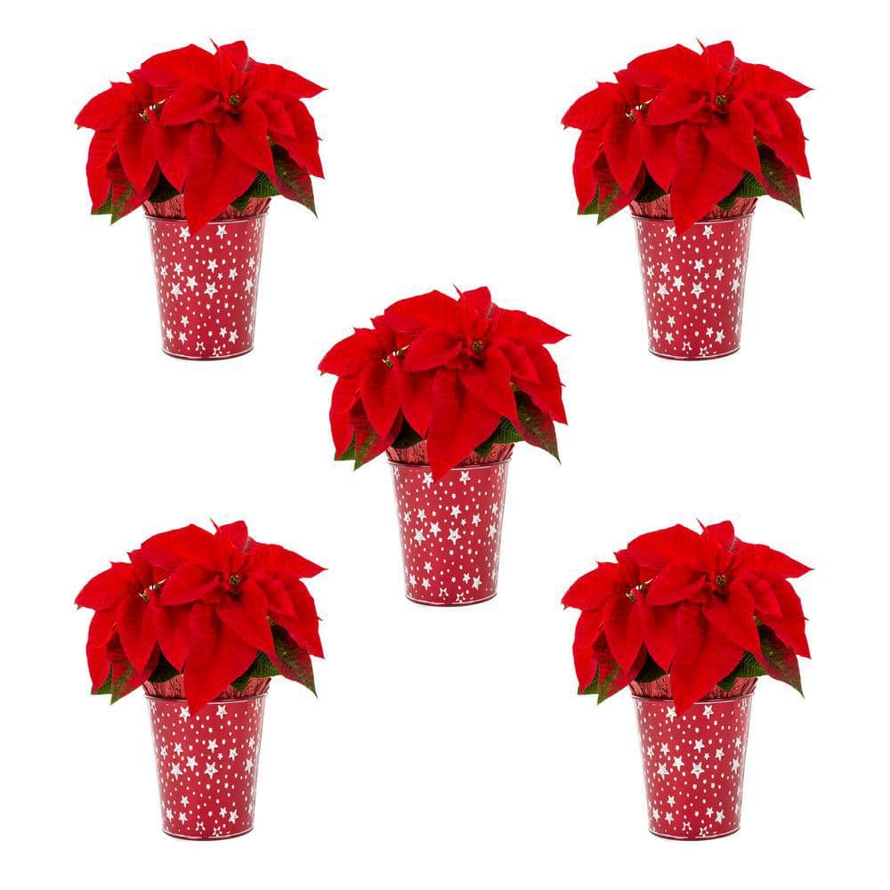 1 Qt. Live Red Christmas Poinsettia Plant for Indoor Giftable Holiday Decor in Decorative White Star Tin (5-Pack) -  METROLINA GREENHOUSES, 79427