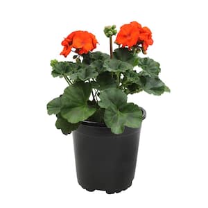 Orange Geranium Zonal Outdoor Garden Annual Plant in 2.5 qt. Grower Pot