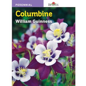 William Guinness Columbine Flower Seed