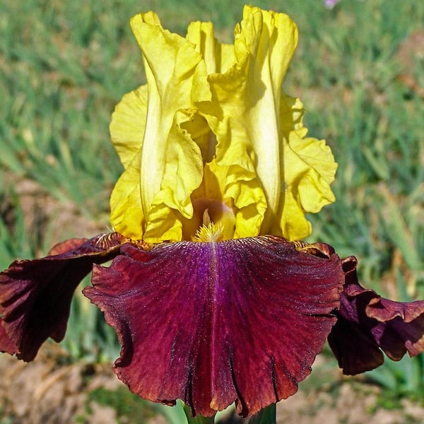 Breck's Blatant Reblooming Iris Burgundy and Yellow Colored Flowers Live Bareroot Plant