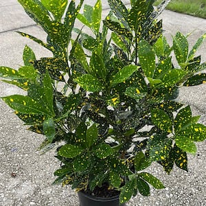 3 Gal. Gold Dust Croton Non-Flowering Shrub