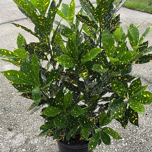 OnlinePlantCenter 3 Gal. Gold Dust Croton Non-Flowering Shrub CR030G3 ...