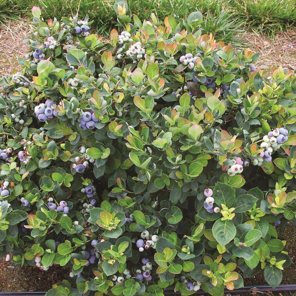 Peach Sorbet Blueberry Plant in 2-Gallon Container