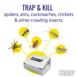 Non-Toxic Spider and Insect Trap (4-Count)