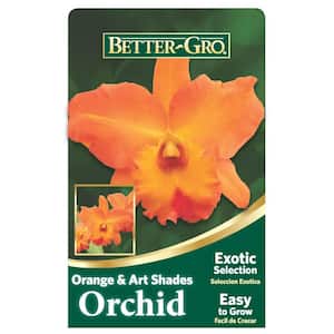 4 in. Orange Cattleya Packaged Orchid