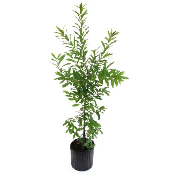 national PLANT NETWORK 2.25 Gal. Deciduous Sawtooth Gobbler Oak Tree