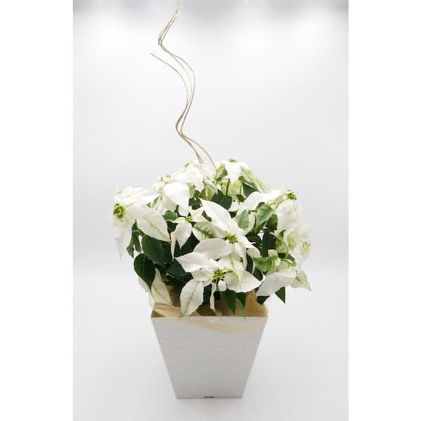 BELL NURSERY 7.5 in. White Princettia Live Holiday Plant in Decorative Plastic Pot