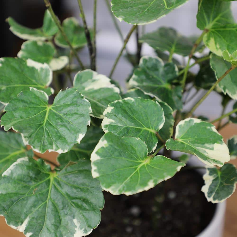 Variegated Green and Cream Aralia in Black Plastic Pot
