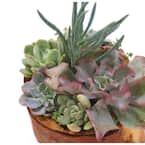 8" Hand Carved Reclaimed Wood Bowl Centerpiece with Assorted Live Succulents - Penelope