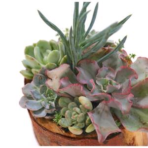 8'' Hand Carved Reclaimed Wood Bowl Centerpiece with Assorted Live Succulents - Penelope