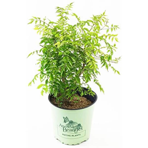 2 Gal. Trumpet Vine, Native Live Plant with Red Orange Flowers, Zone 4-8 (1 Pack)