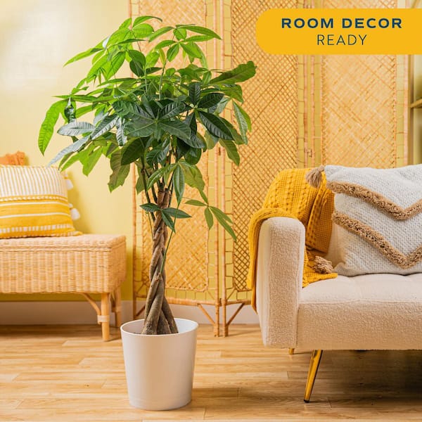 Costa Farms Pachira Braid Indoor Money Tree Plant in 10 in. Decor Planter  Avg. Shipping Height 3-4 ft. Tall CO.3.PCH10.PARWHT - The Home Depot