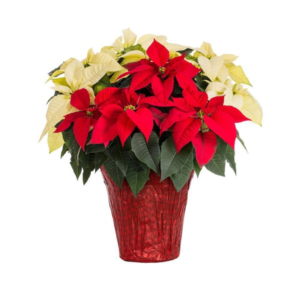 METROLINA GREENHOUSES 1.5 Gal. Christmas Poinsettia Red/White Mix w/Red Foil (1-Pack)