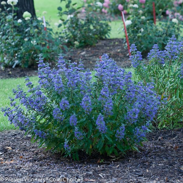 1 Gal. Beyond Midnight Bluebeard (Caryopteris) Live Shrub, Blue Flowers and Glossy Green Foliage