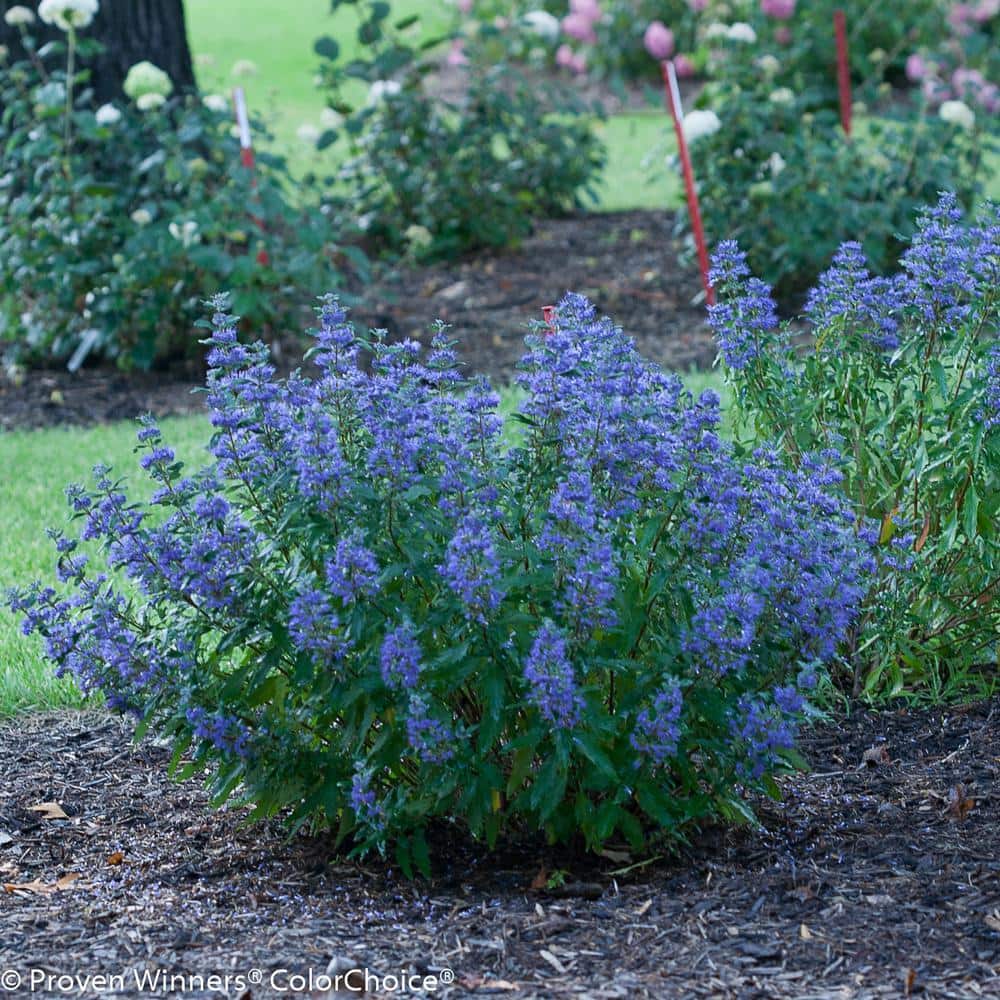 4.5 in. Qt. Beyond Midnight Bluebeard (Caryopteris) Live Shrub, Blue Flowers and Glossy Green Foliage price history on PriceWatchPro