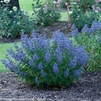1 Gal. Beyond Midnight Bluebeard (Caryopteris) Live Shrub, Blue Flowers and Glossy Green Foliage