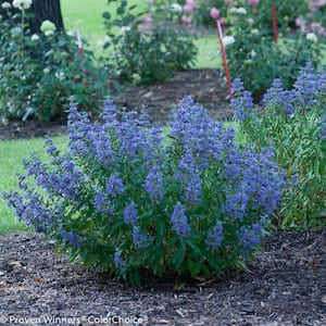 4.5 in. Qt. Beyond Midnight Bluebeard (Caryopteris) Live Shrub, Blue Flowers and Glossy Green Foliage