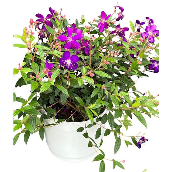 zz plants ZZ Plant main image 0