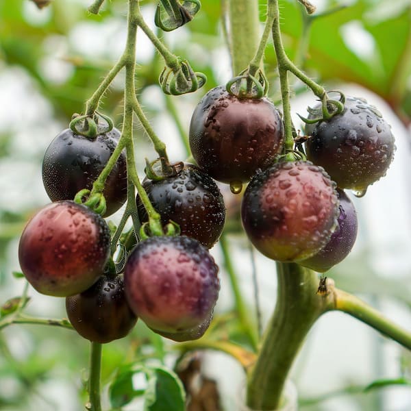 national PLANT NETWORK 2.5 in. Tomato Midnight Snack Plant 3-Piece