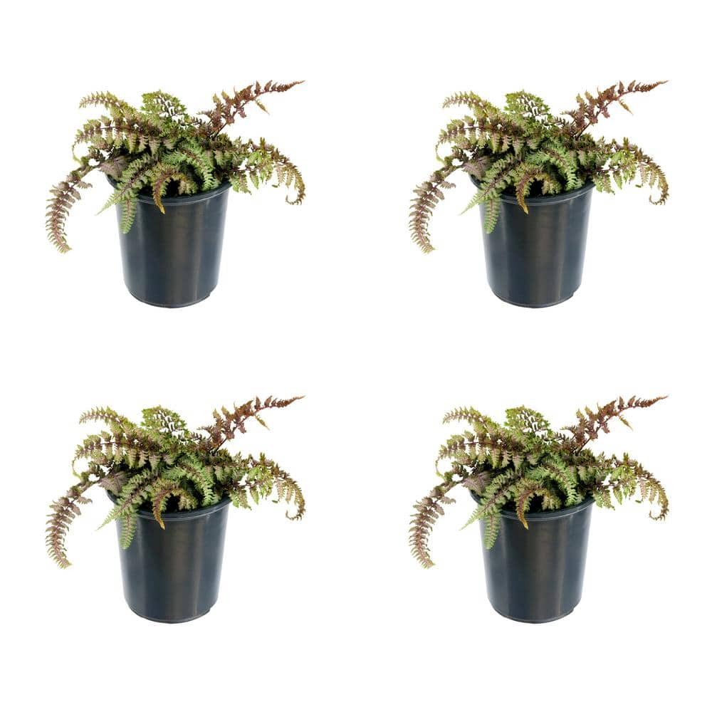 2.5 qt. Perennial Fern Athyrium Red Beauty (4-Pack) 2518 - The Home Depot