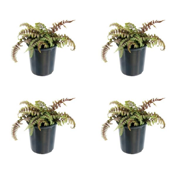 Unbranded 2.5 qt. Perennial Fern Athyrium Red Beauty (4-Pack)