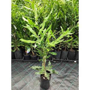 Macadamia Nut Tree - Live Tree in a 1 Gal. Pot - Edible Nut Tree for The Garden and Patio