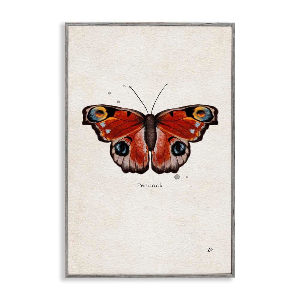 Peacock Butterfly Study by Lydia Orange Gray Framed Animal Giclee Art Print 30 in. x 20 in. price history on PriceWatchPro