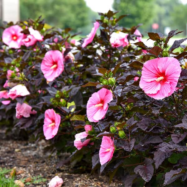 Proven Winners 2 Gal. Summerific Edge of Night Rose Mallow