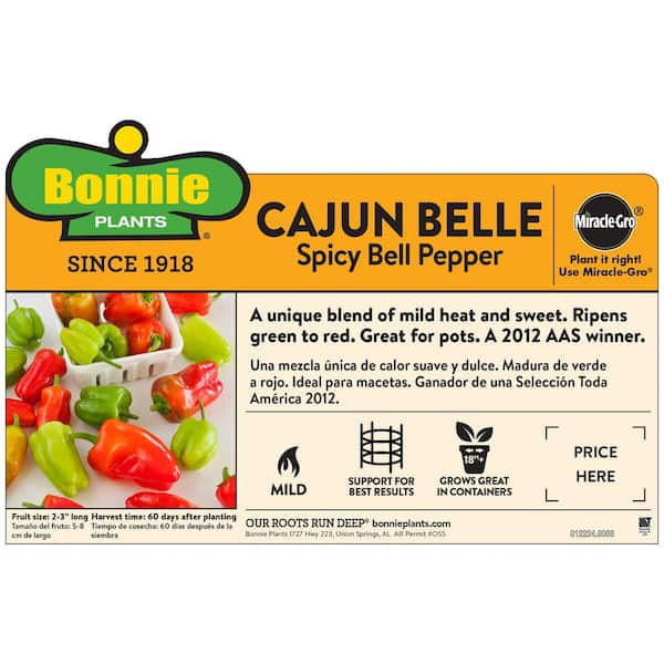 19 oz. Cajun Belle Pepper Plant