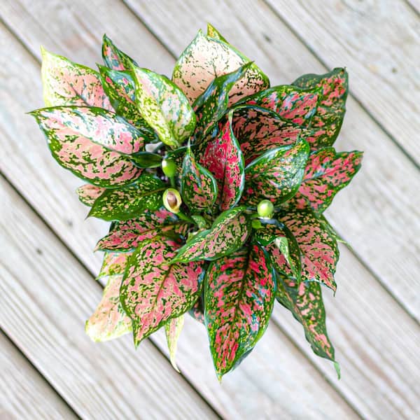 United Nursery Aglaonema Ruby Ray Live Indoor Houseplant United Nursery Aglaonema Ruby Ray Live Indoor Houseplant