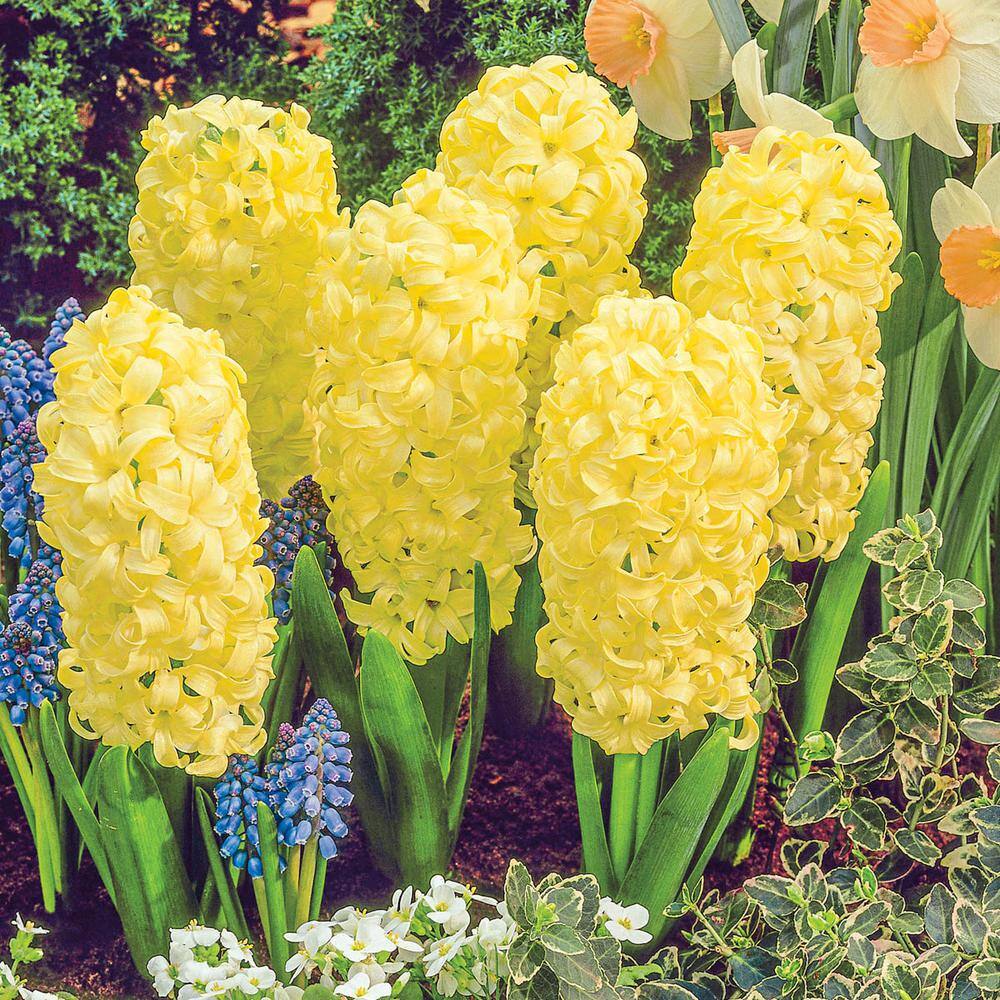 Van Bourgondien City of Haarlem Hyacinth (Muscari) Bulbs (25Pack