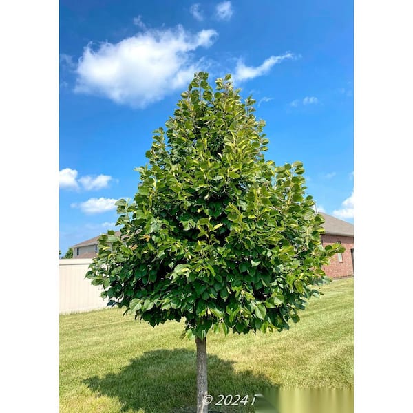 Redmond Linden Tree (3 ft. and 2 Years Old)