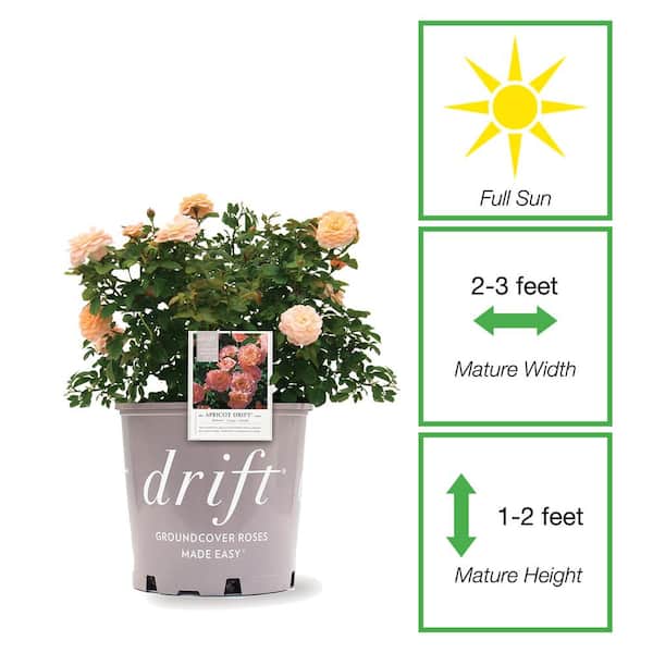 3 Gal. Apricot Drift Rose Bush with Orange Flowers (2-Pack)