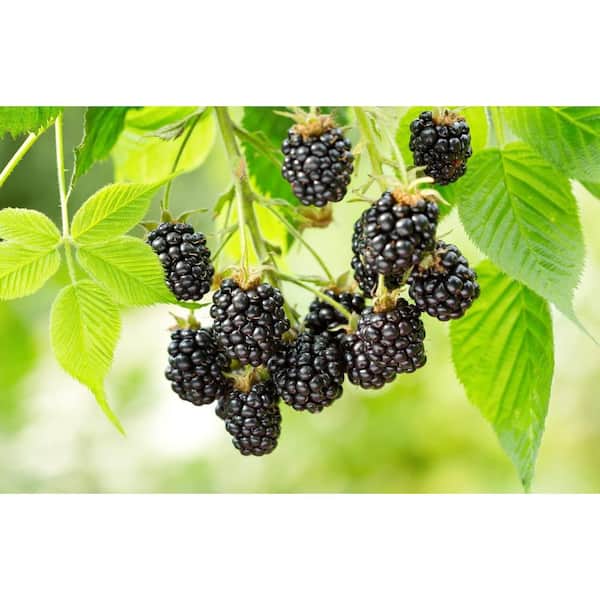 Wekiva Foliage Ouachita BlackBerry Plant-Live Plant in a 2 in. Pot- Rubus -Fruit Trees Shrub for The Patio and Garden
